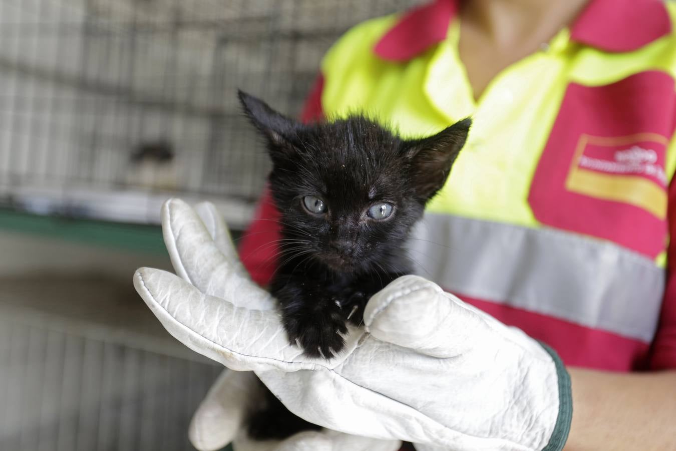 Los animales abandonados en Sevilla que buscan ser adoptados