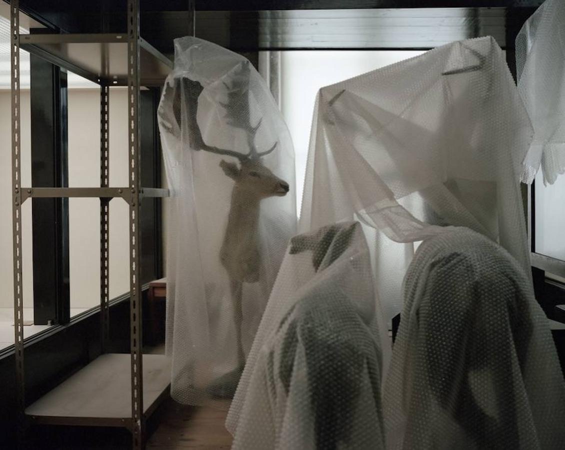 Las mejores fotografías del Mundo Natural de 2017. Especímenes del Museo de Historia Natural (Reino Unido)