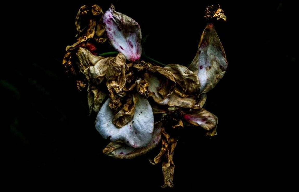 Las mejores fotografías del Mundo Natural de 2017. Flores del parque londinense de Regents Park