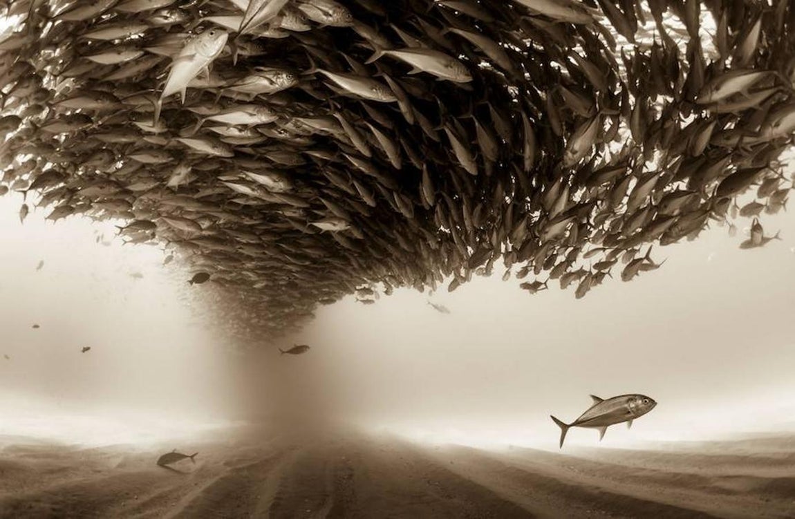 Las mejores fotografías del Mundo Natural de 2017. Tercer puesto. Serie sobre lo que atesoran las profundidades del mar