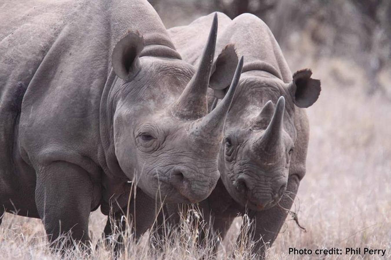 Tres rinocerontes menos cada día. «Nosotros trabajamos para que se aplique la normativa internacional (CITES) y para que los gobiernos de los países implicados desarrollen planes de acción nacionales que persigan de manera real el tráfico y la venta de cuerno de rinoceronte», insisten desde WWF.