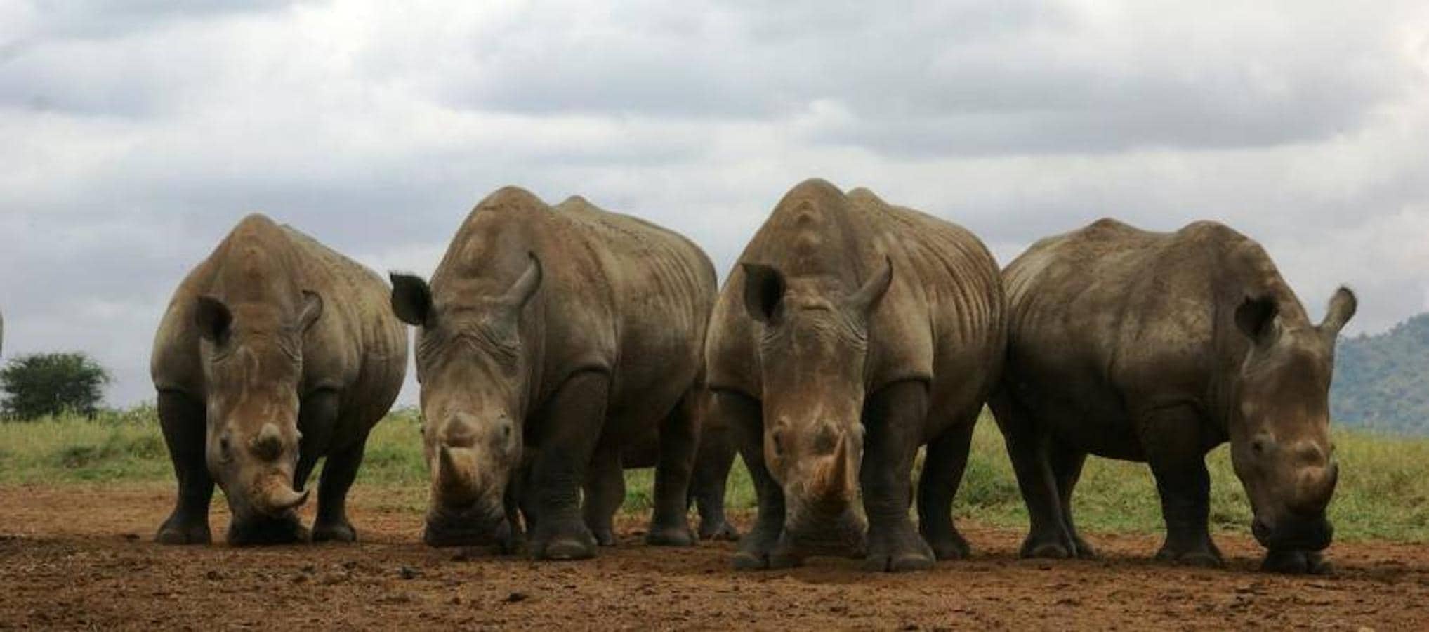 Tres rinocerontes menos cada día. Existe la falsa creencia, denuncia la ONG, de que el cuerno de rinoceronte actúa como tónico milagroso contra la resaca y las fiebres. En los últimos años ha repuntado su demanda porque se ha extendido en Vietnam la creencia de que también combate el cáncer.
