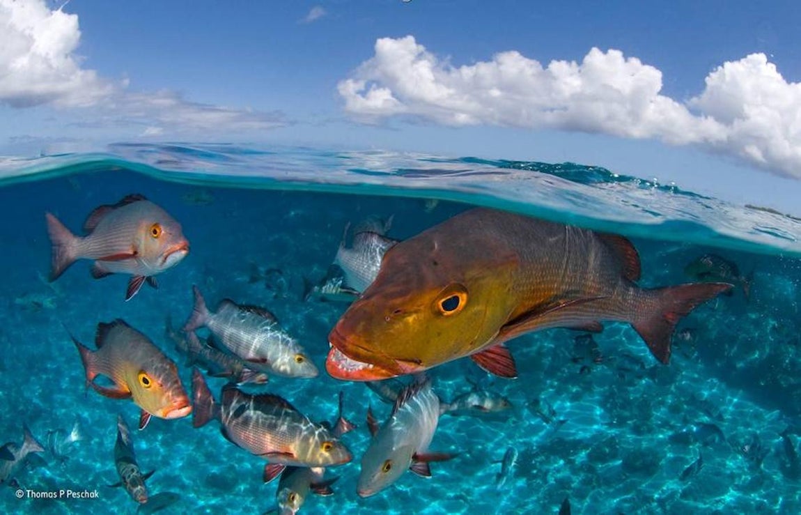 Esta imagen encabeza la colección ganadora del «The Wildlife Photographer of the Year Portfolio Award». Thomas P. Peschak