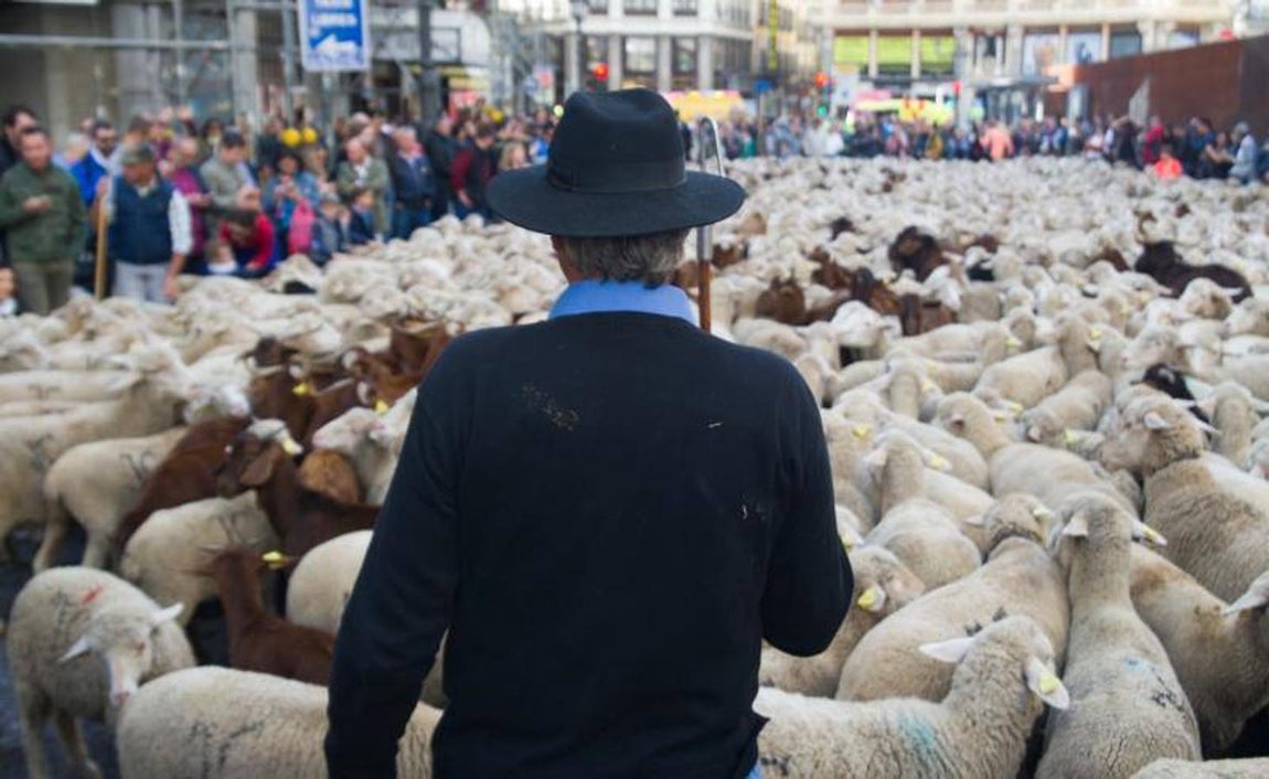 4. Fiesta de la Trashumancia por las calles de Madrid