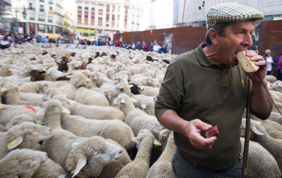 6. Fiesta de la Trashumancia por las calles de Madrid