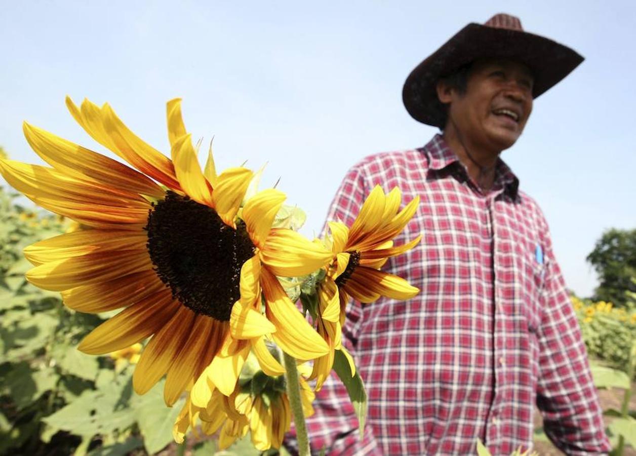 Siete superalimentos para tu comedero de aves. Las semillas de girasol suponen otro buen alimento para las aves urbanas tanto en invierno como en verano. Puedes ponerlas en un plato al estilo comedero de bandeja, meterlas en comederos cilíndricos o esparcirlas sobre una mesa. Lava frecuentemente los comederos para evitar el contagio de enfermedades, aconsejan desde SEO. Les encantan a los carboneros, además de a otras especies. Utiliza siempre semillas crudas y sin sal.