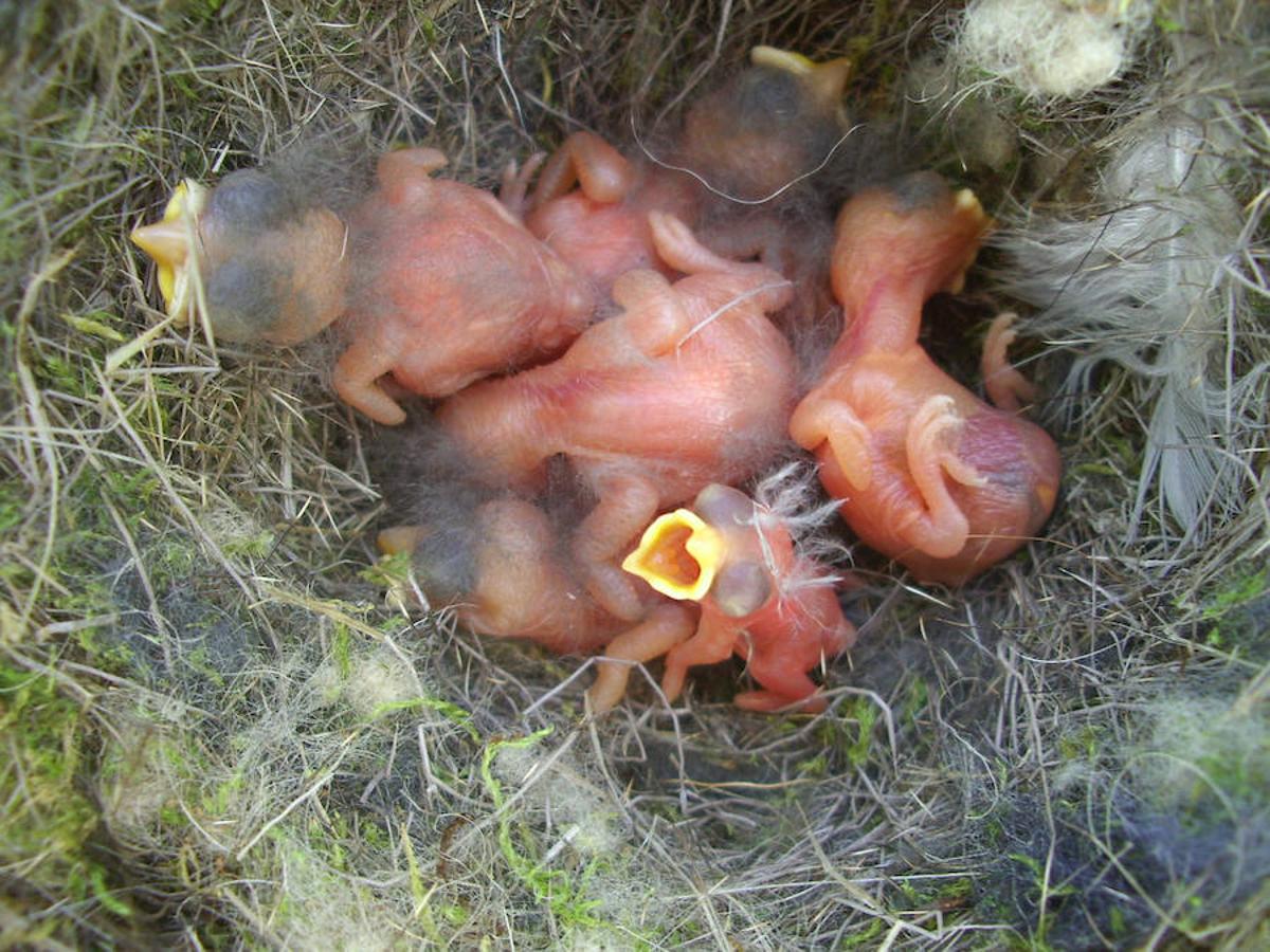 Siete superalimentos para tu comedero de aves. El sebo o manteca contiene muchas calorías, ideal para que las aves acumulen reservas de grasa. Ten cuidado y úsalo solo durante el invierno, advierten desde SEO, sobre todo porque en verano se suele derretir con el calor. Lo mejor es mezclarlo, por ejemplo con semillas de girasol y hacer una masa que se puede poner dentro de las redes de cebollas o naranjas.