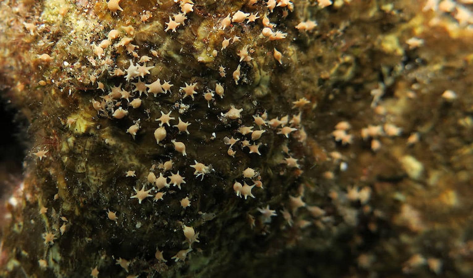 Un viaje por los corales del Pacífico en diez increíbles fotos. Si uno se fija bien en la arena, puede encontrar «polvo de estrellas» o los restos esqueléticos en forma de estrella de los foraminíferos, organismos unicelulares microscópicos que forman una parte importante de la cadena alimentaria marina.