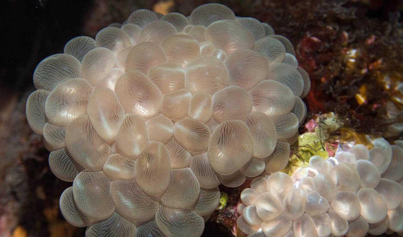 Un viaje por los corales del Pacífico en diez increíbles fotos. Coral burbuja. A pesar de su apariencia, estos corales de la especie Plerogyra, también conocidos como corales de burbujas, son en realidad un tipo de corales duros. El tejido es suave y parecido a una burbuja, y oculta el esqueleto duro por debajo.