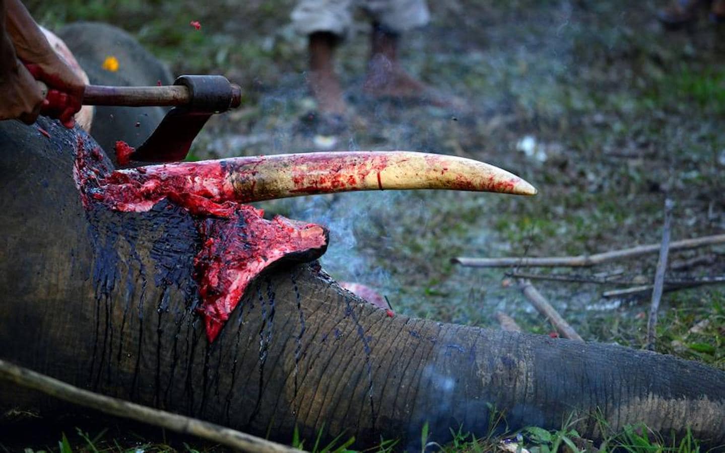 Muere envenenado un elefante en India. El elefante murió después alimentarse en unos arrozales, informa Efe.