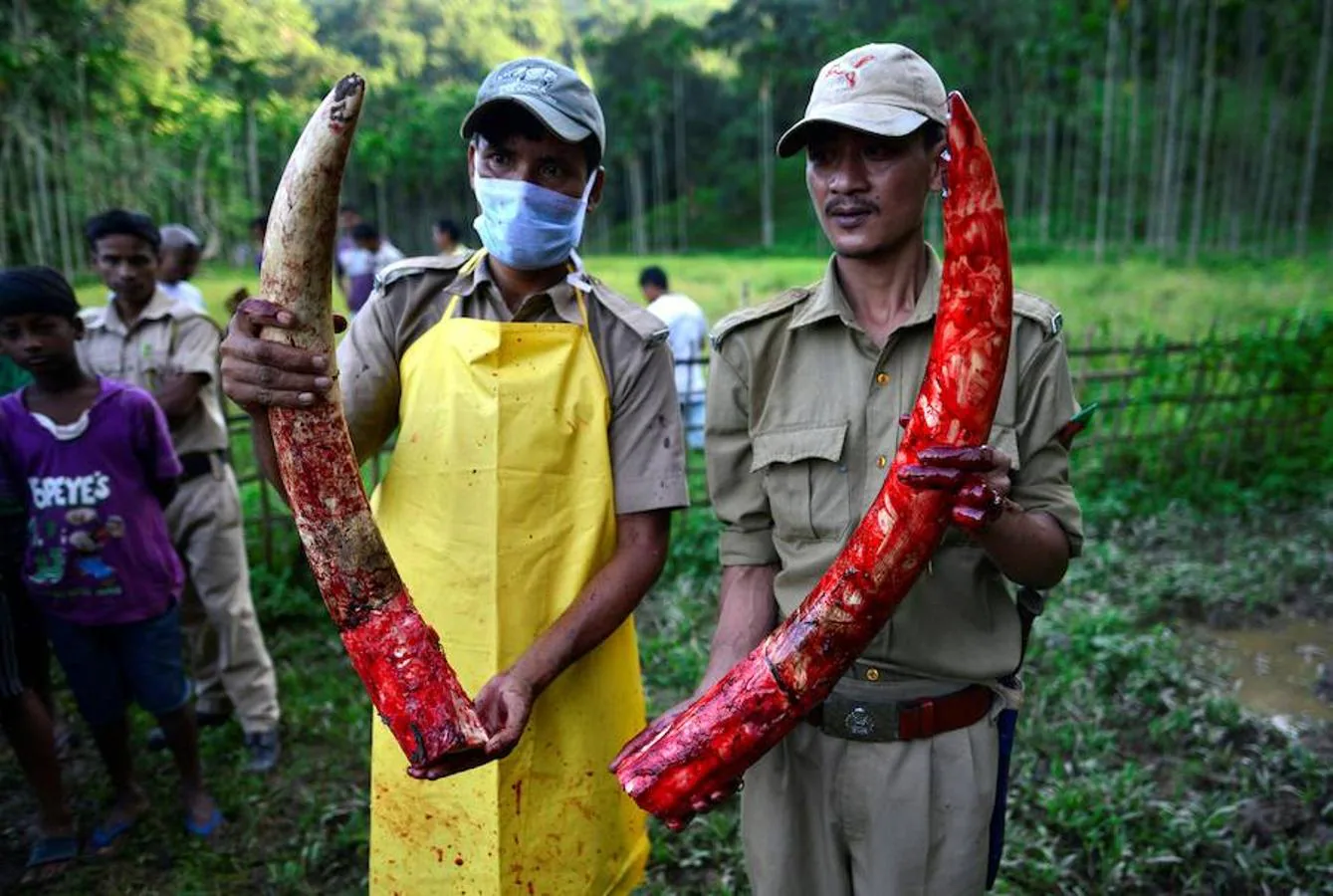 Muere envenenado un elefante en India. La escasez de alimentos y la invasión ilegal de áreas forestales por parte del hombre han obligado a los animales salvajes a trasladarse a áreas pobladas.