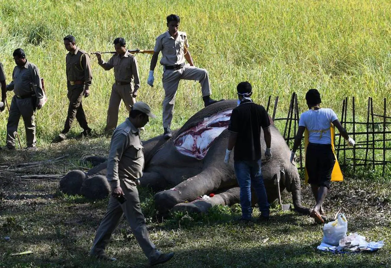 Muere envenenado un elefante en India. 