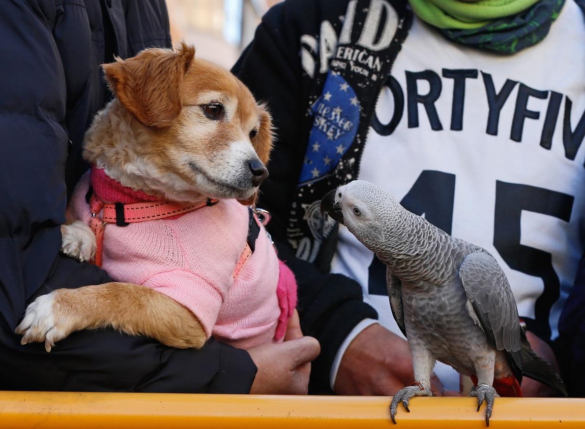 La bendición de animales por San Antonio Abad en Valencia, en imágenes. 