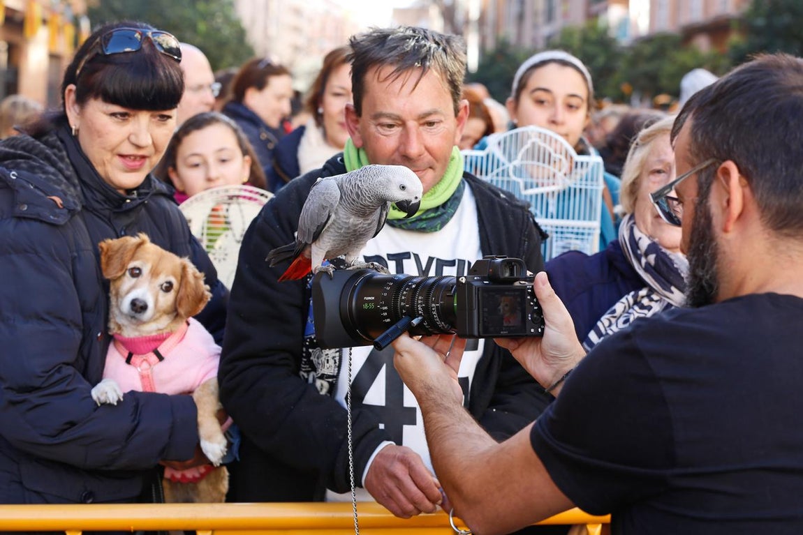 La bendición de animales por San Antonio Abad en Valencia, en imágenes. 