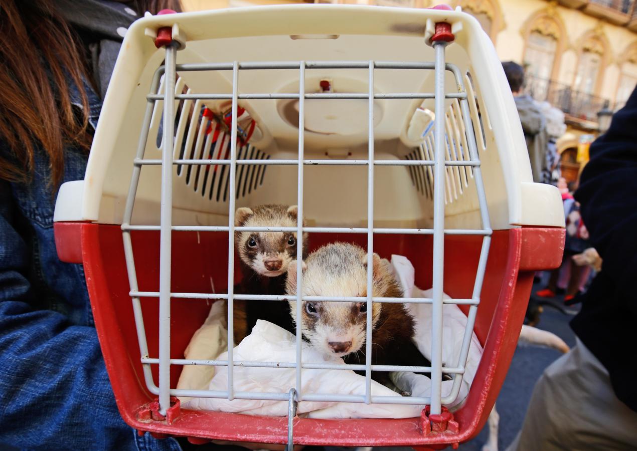 La bendición de animales por San Antonio Abad en Valencia, en imágenes. 