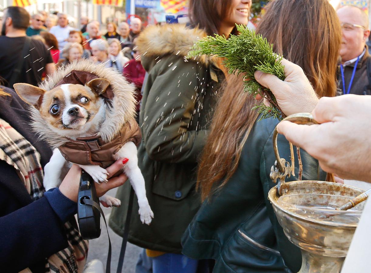 La bendición de animales por San Antonio Abad en Valencia, en imágenes. 