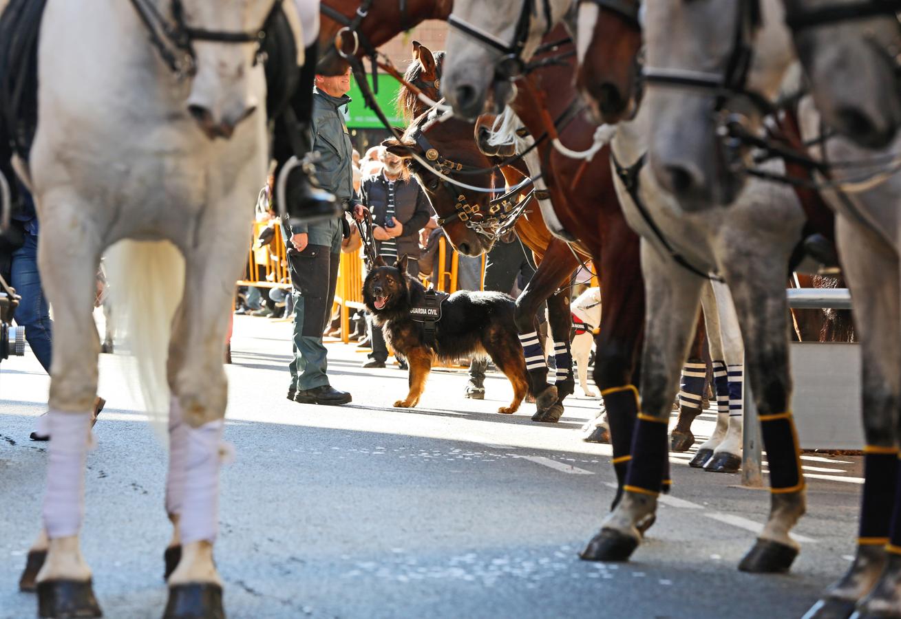 La bendición de animales por San Antonio Abad en Valencia, en imágenes. 