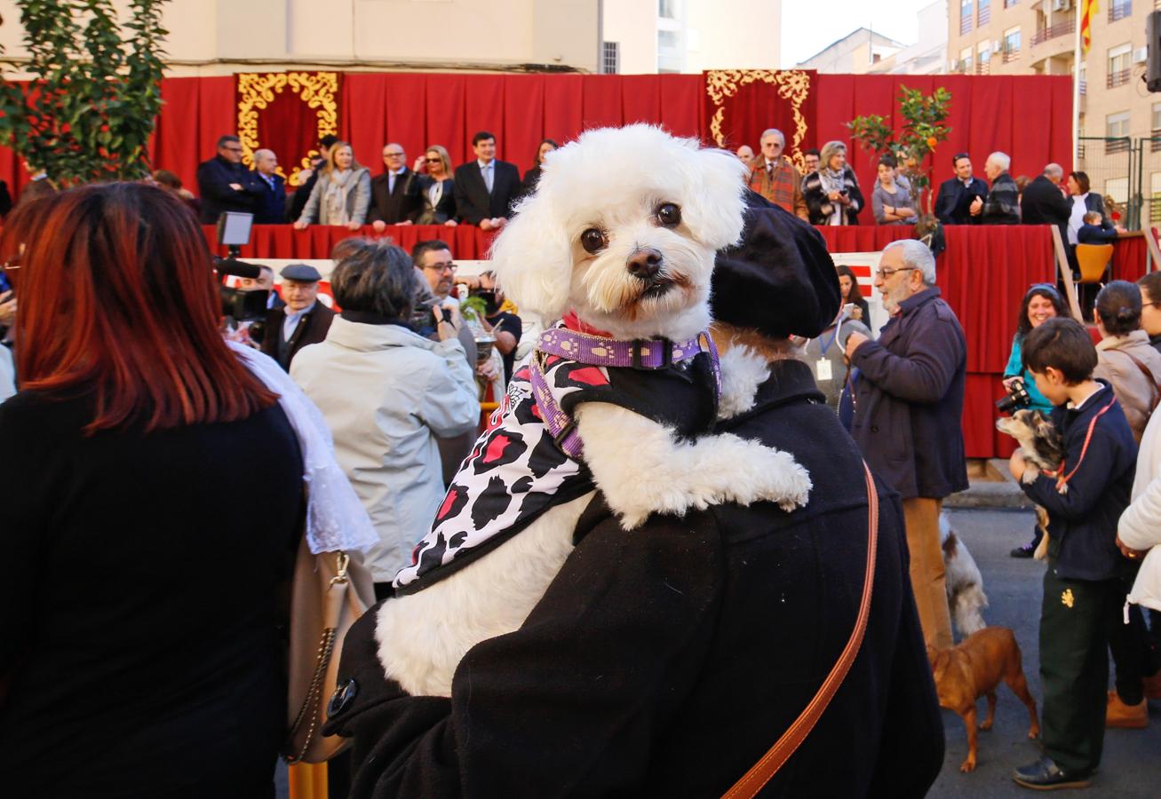 La bendición de animales por San Antonio Abad en Valencia, en imágenes. 