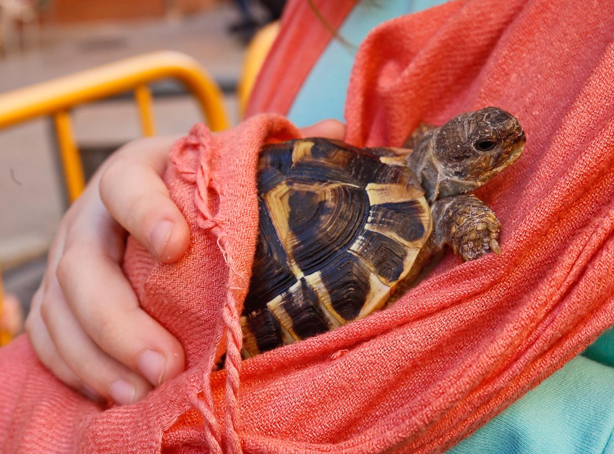 La bendición de animales por San Antonio Abad en Valencia, en imágenes. 