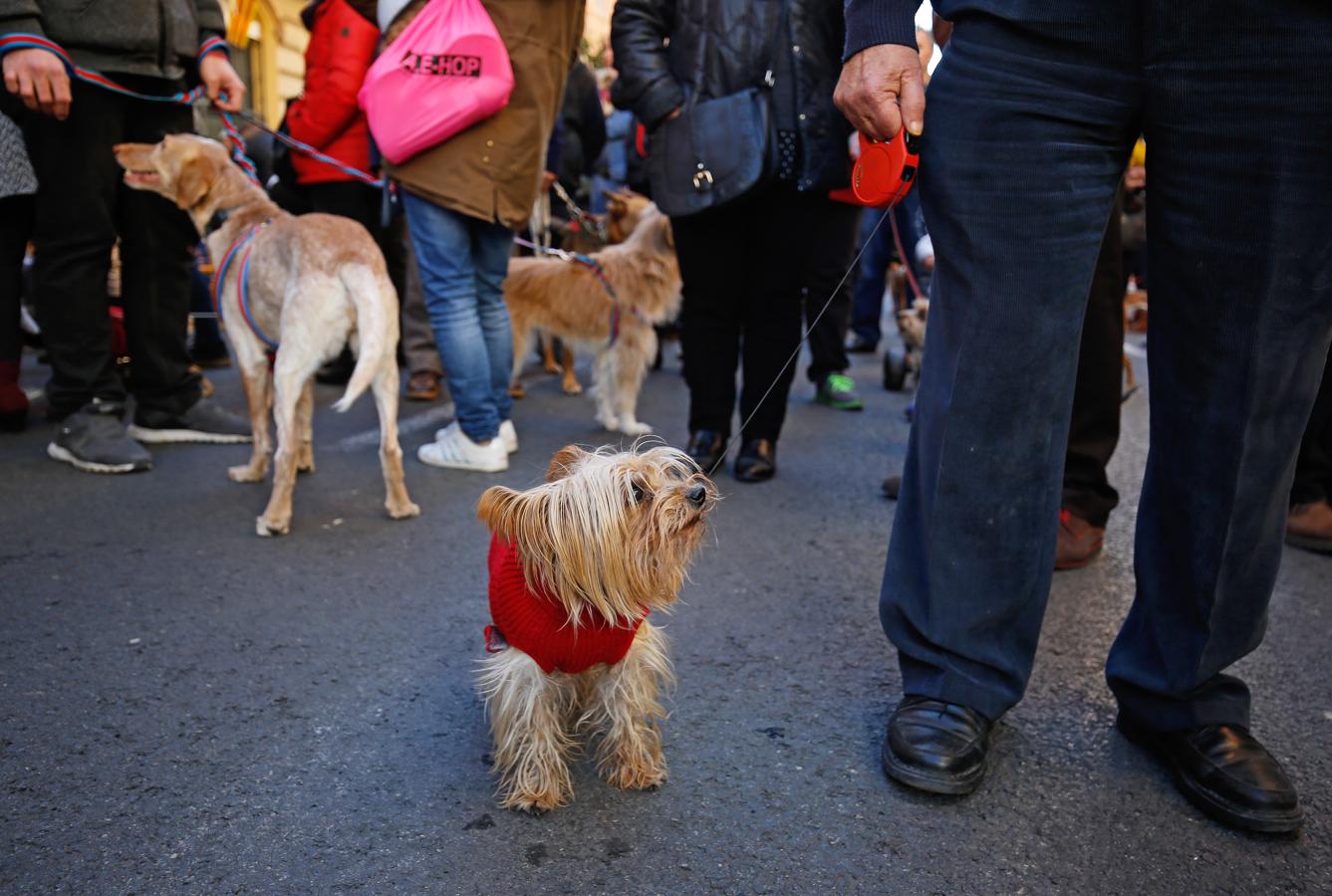 La bendición de animales por San Antonio Abad en Valencia, en imágenes. 