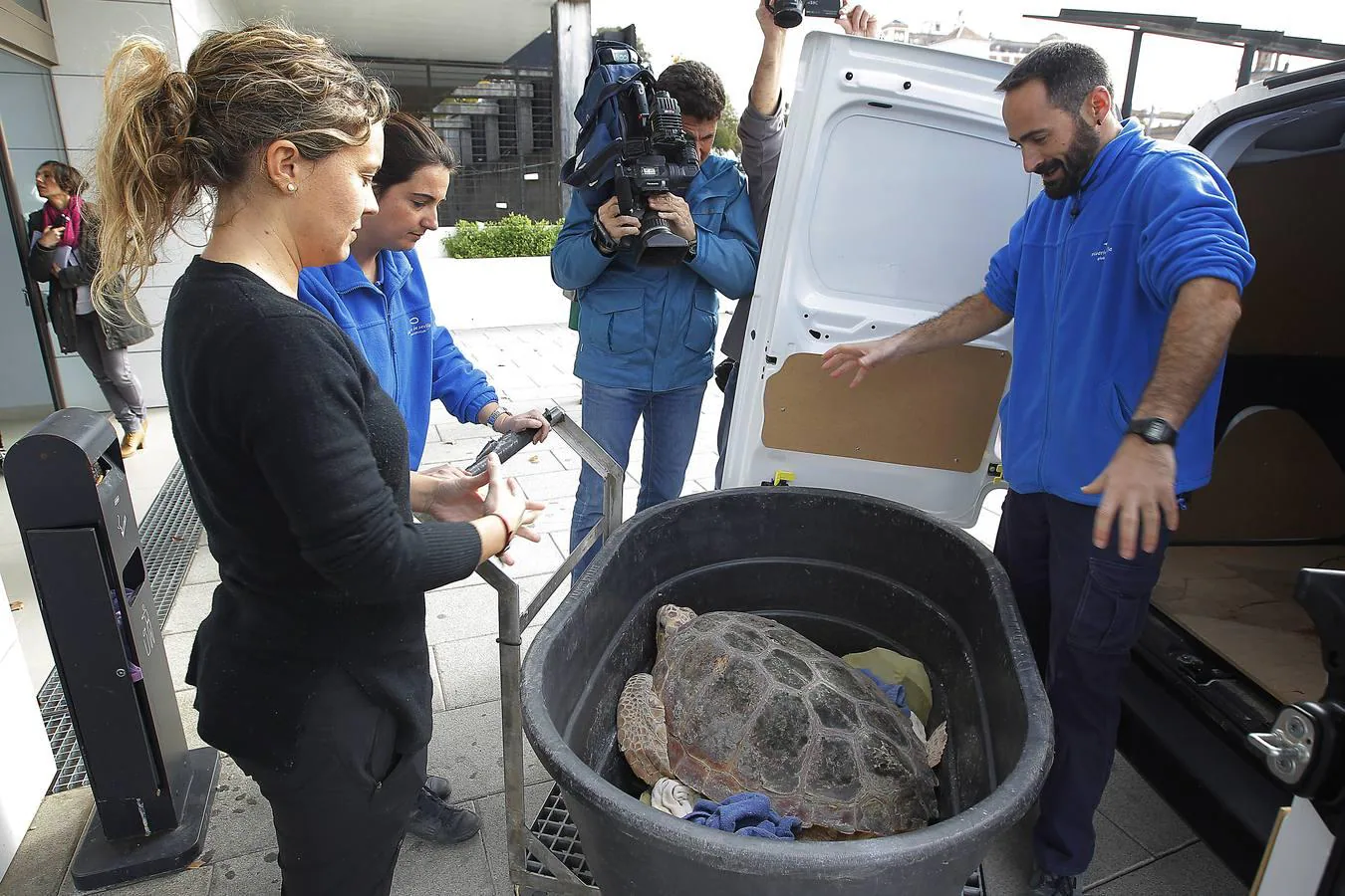 Una tortuga herida llega al Acuario de Sevilla