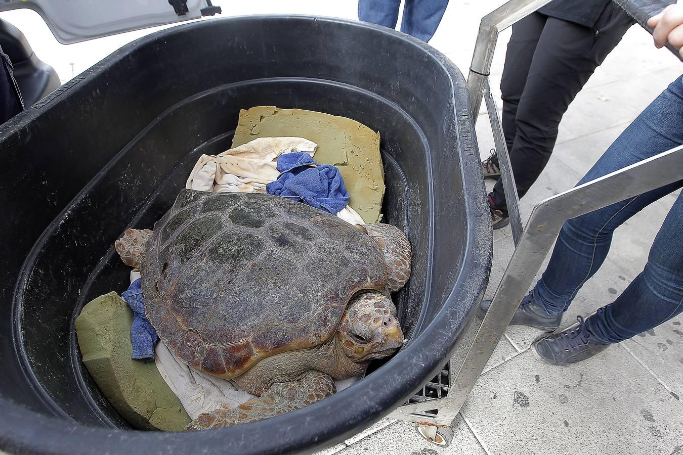 Una tortuga herida llega al Acuario de Sevilla