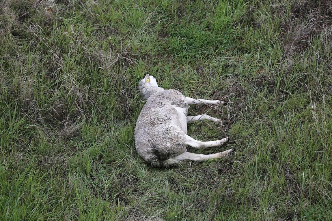 Las imágenes del accidente mortal en la A4 de Córdoba