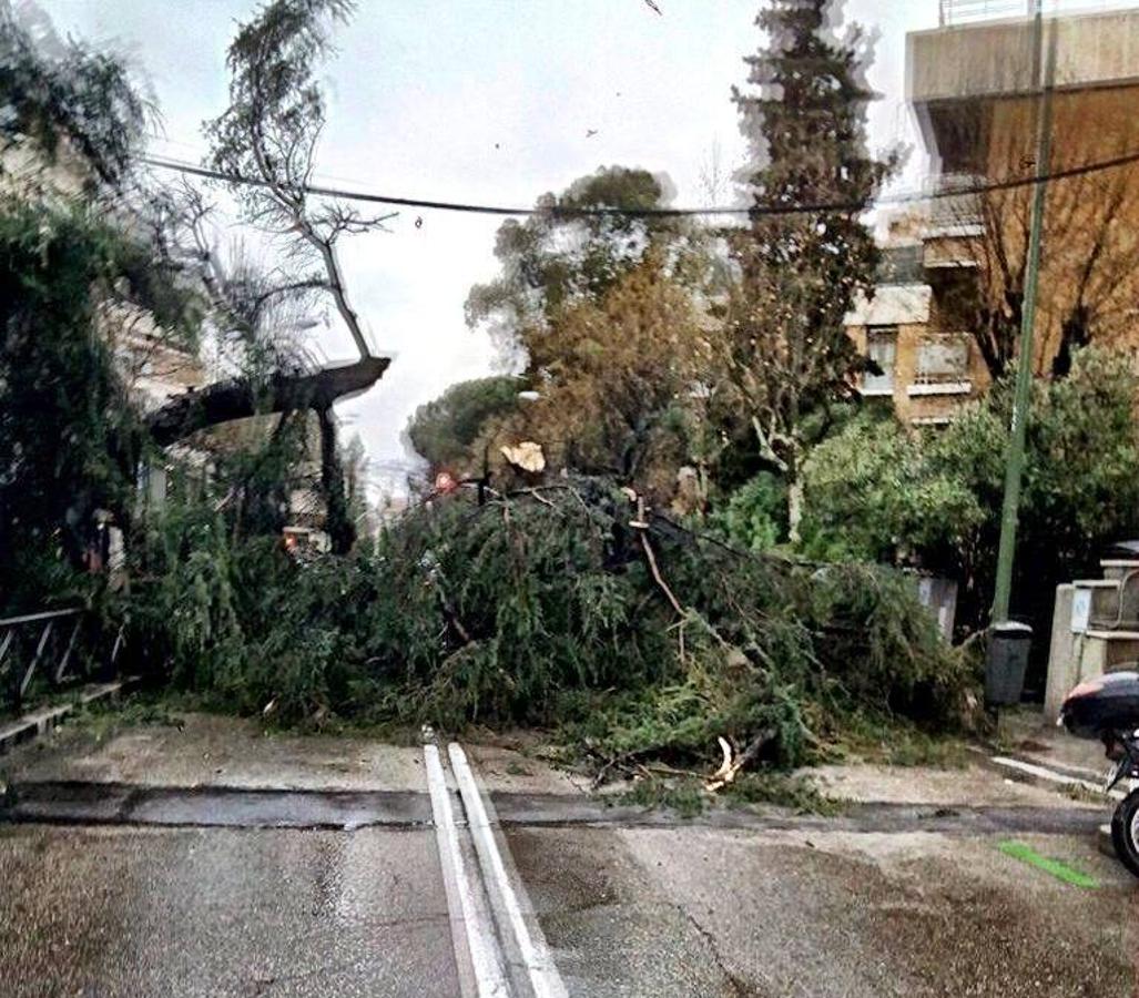 Madrid. Un árbol corta por compleo el paso cerca del Paseo de la Habana