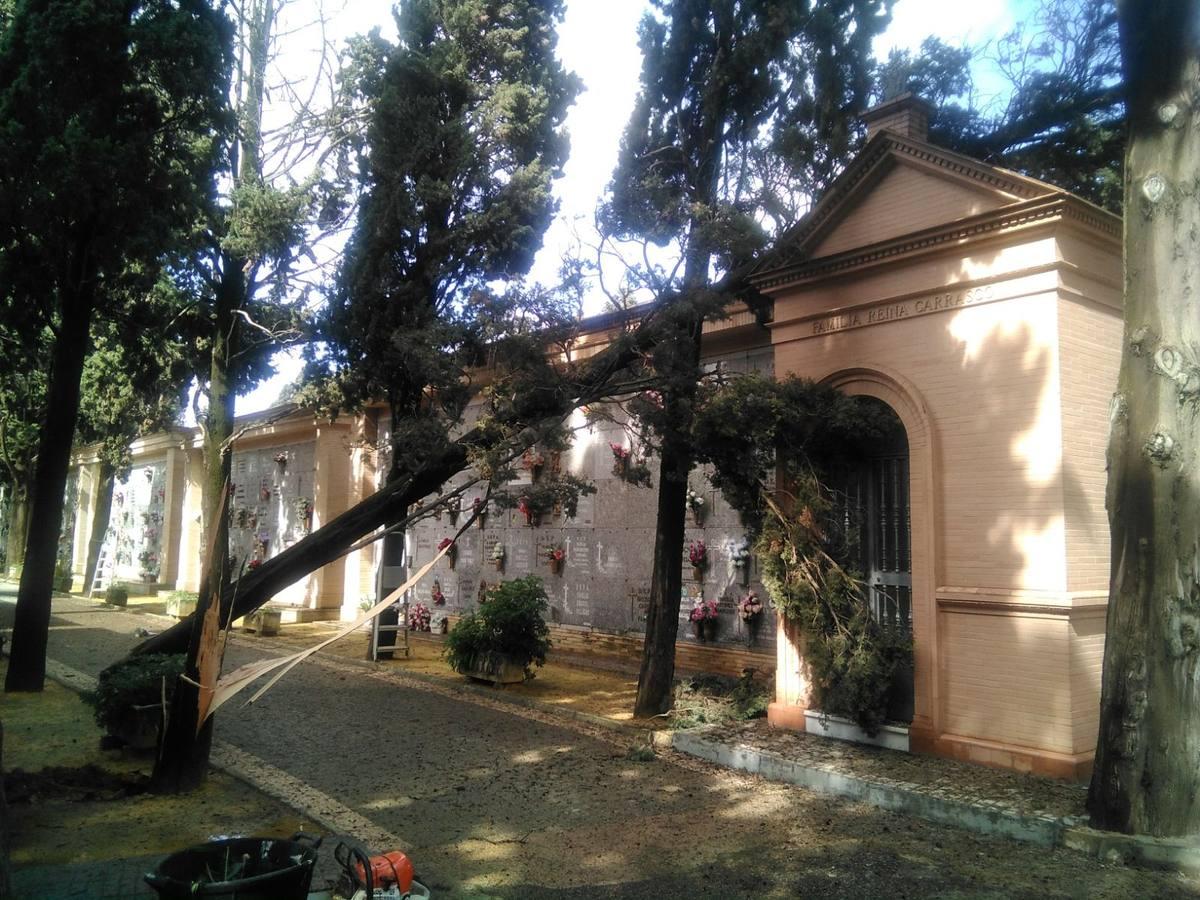 Así ha quedado el cementerio de Sevilla tras el temporal