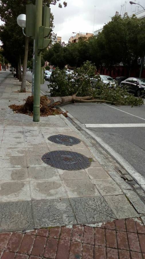 #TemporalABCsev: Los estragos del temporal en la ciudad desde el objetivo de los sevillanos