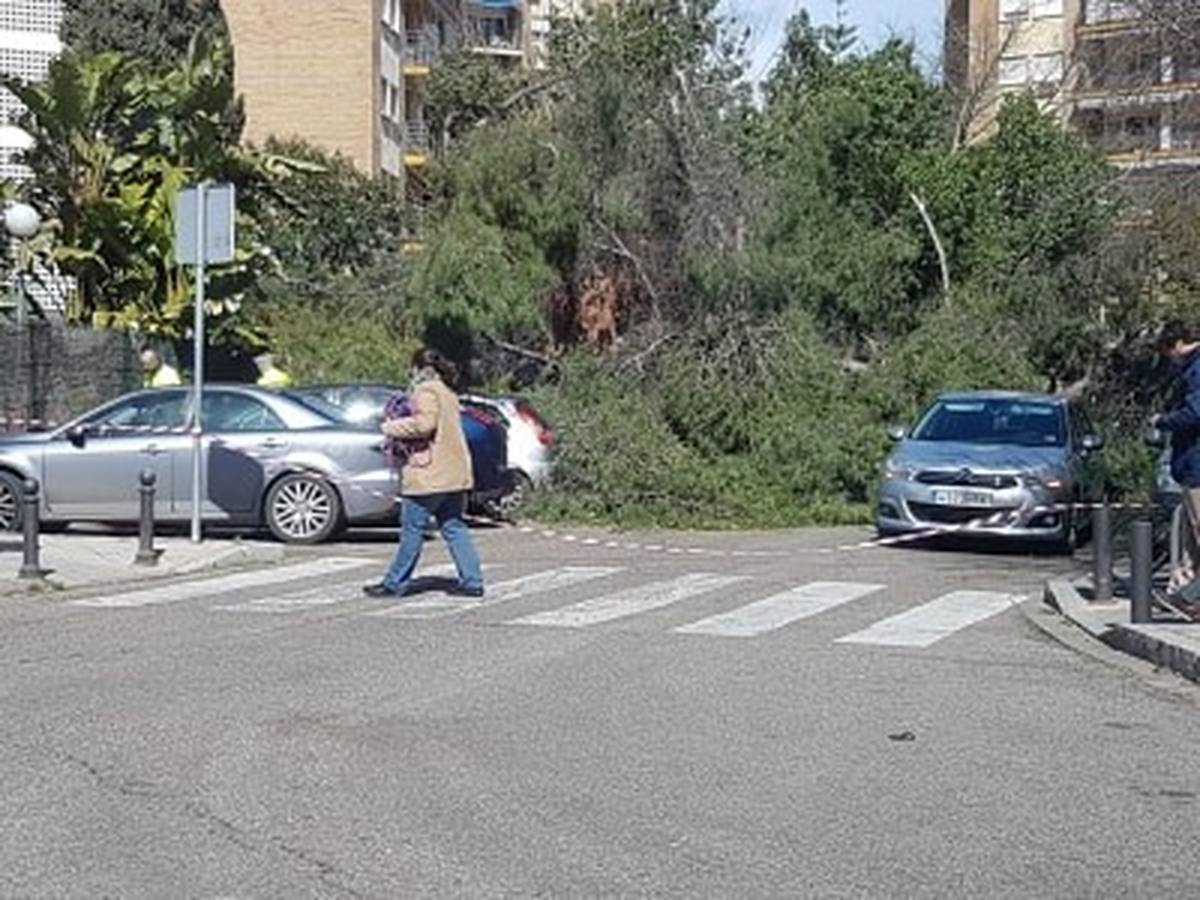 #TemporalABCsev: Los estragos del temporal en la ciudad desde el objetivo de los sevillanos