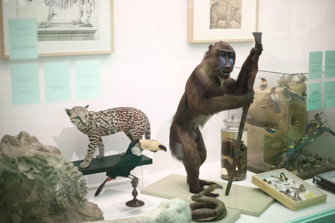 En imágenes, una vuelta a la ciencia en 200 objetos