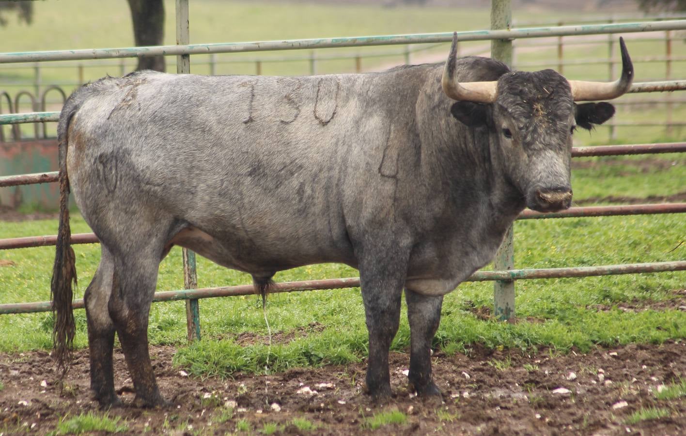 Estos son los toros de Victorino que se lidiarán el domingo en Las Ventas