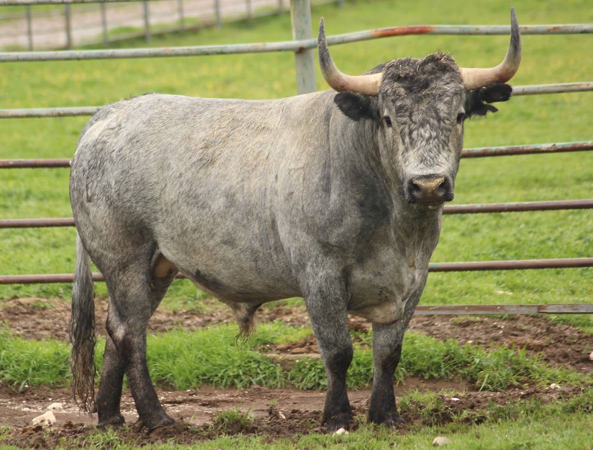 Estos son los toros de Victorino que se lidiarán el domingo en Las Ventas