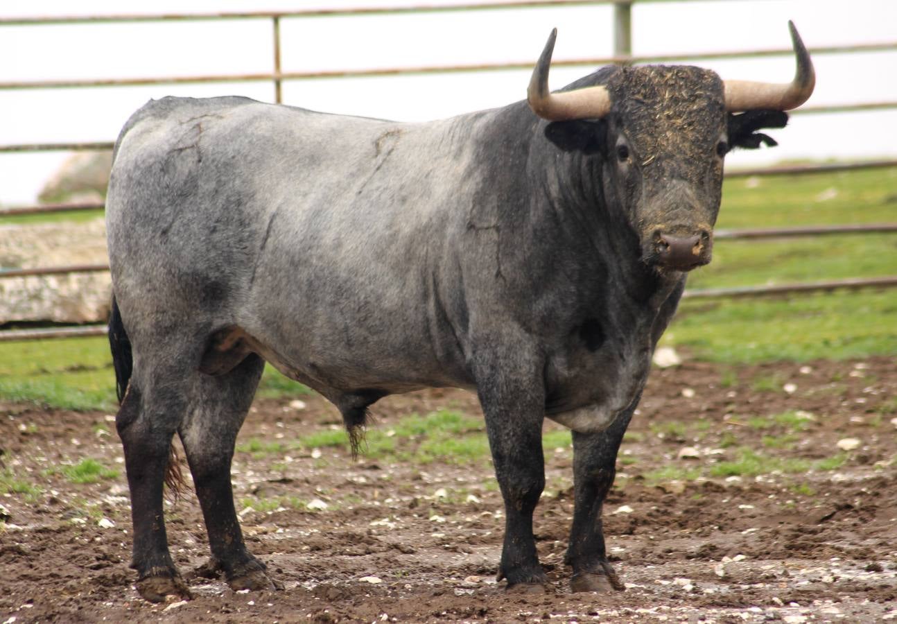 Estos son los toros de Victorino que se lidiarán el domingo en Las Ventas