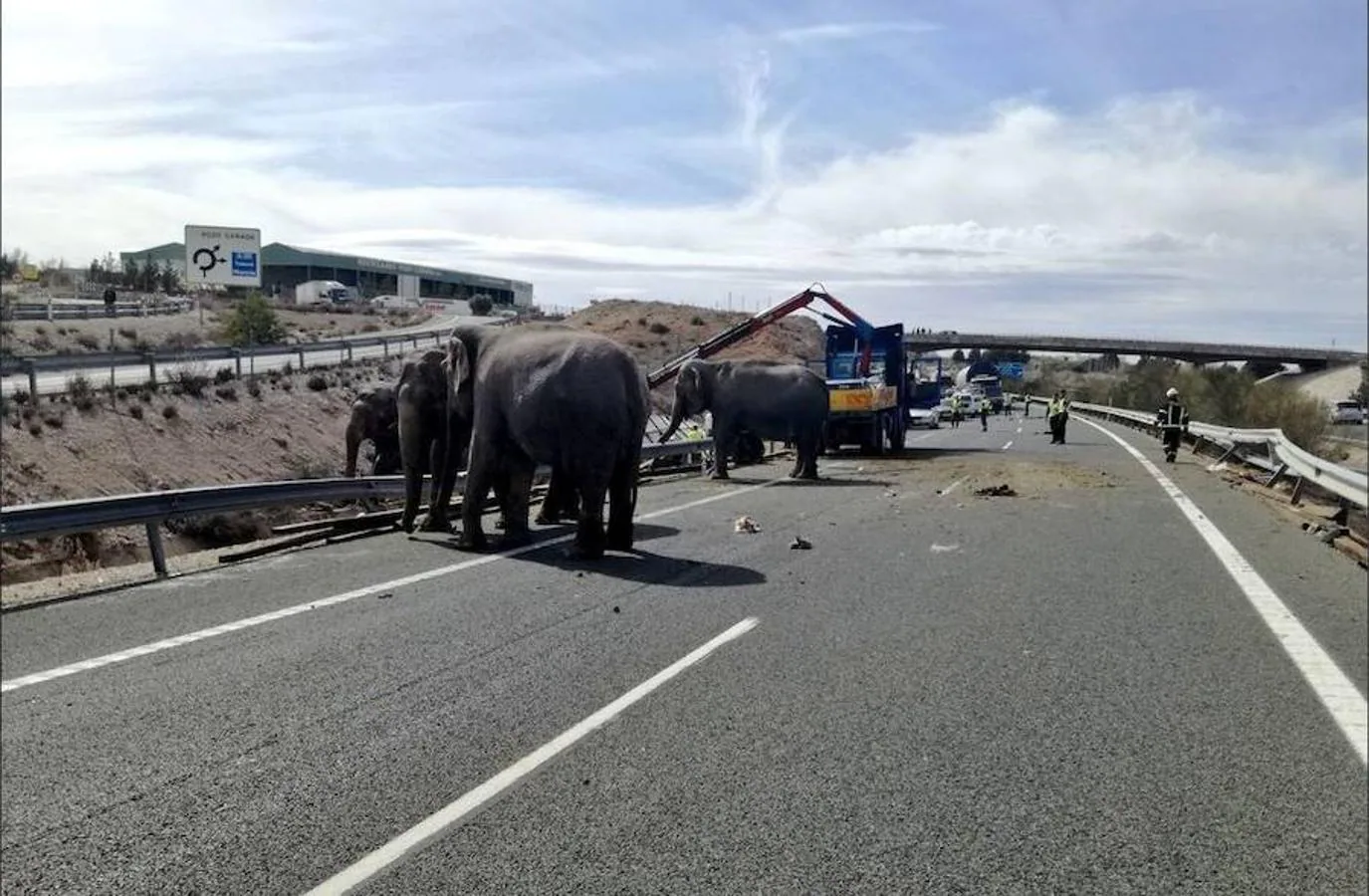 Se está procediendo a la asistencia y evacuación de los elefantes heridos en el accidente. 