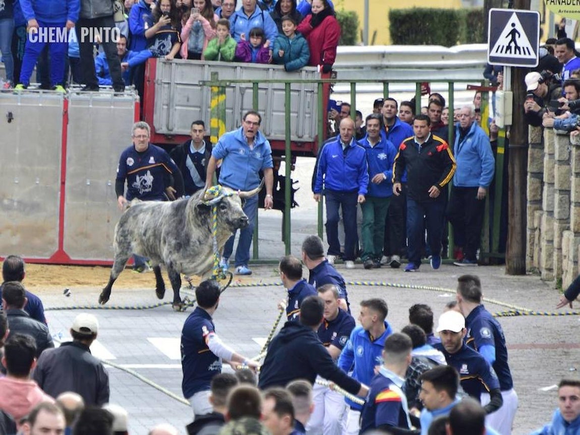 El toro «enmaromado», en imágenes