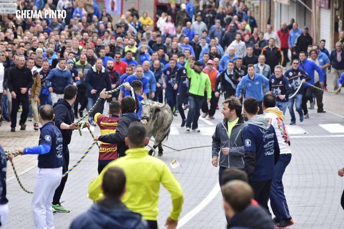 El toro «enmaromado», en imágenes