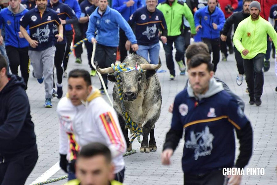 El toro «enmaromado», en imágenes