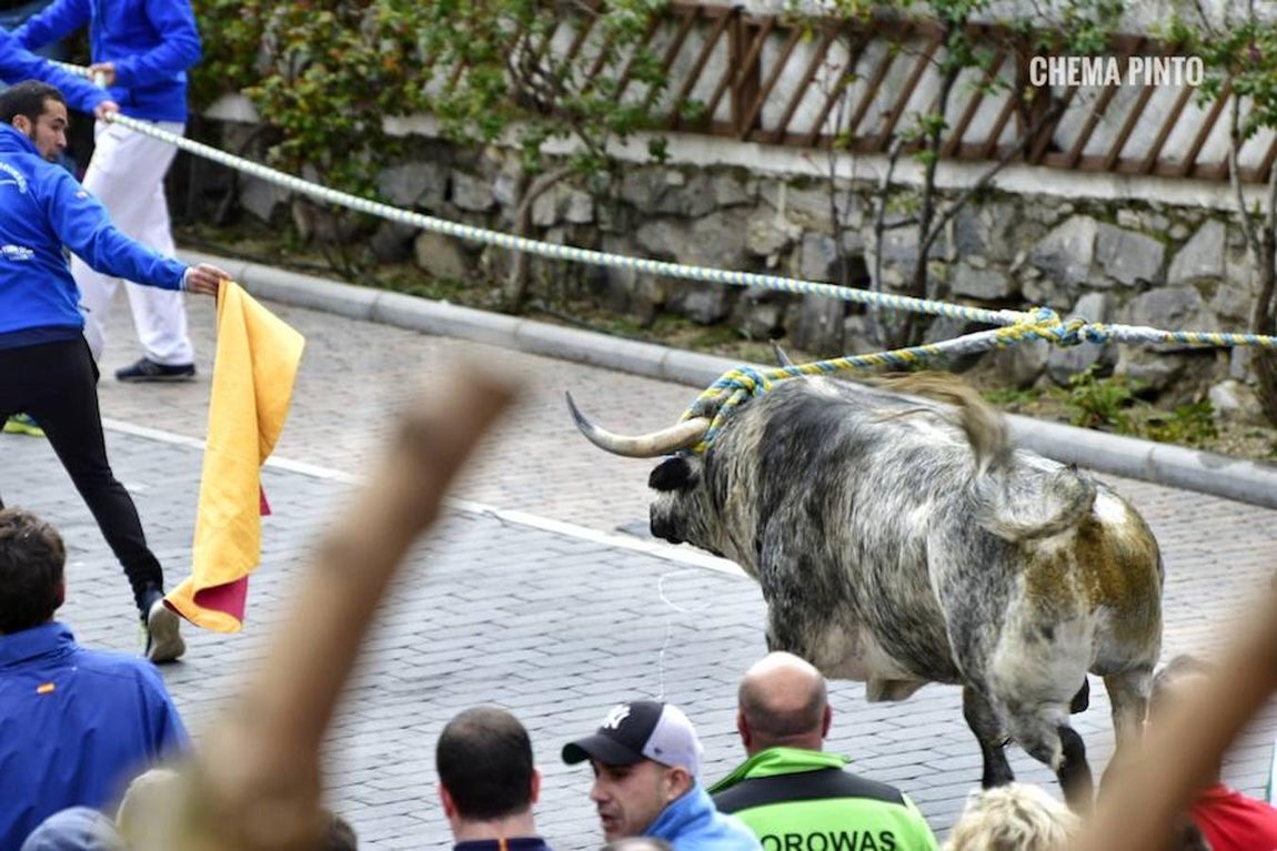 El toro «enmaromado», en imágenes