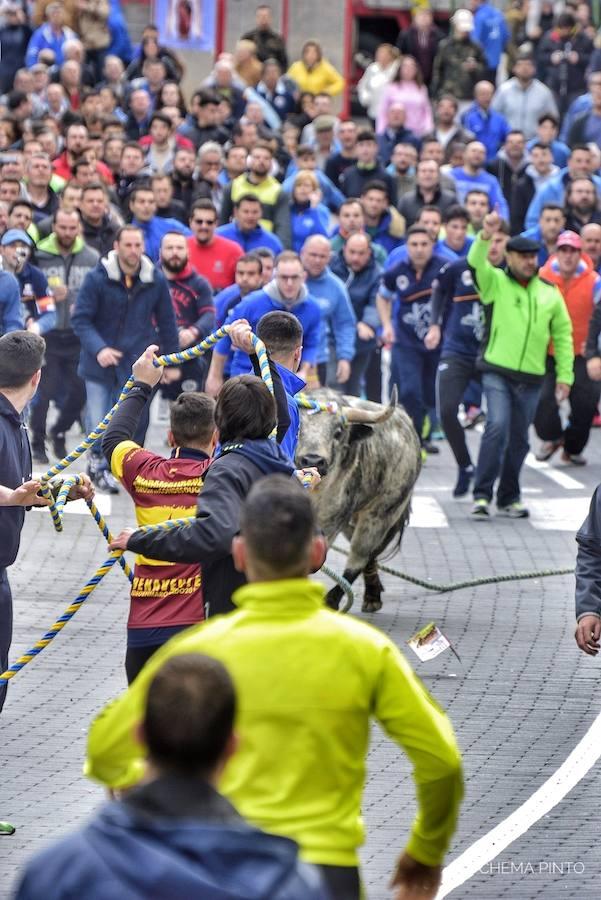 El toro «enmaromado», en imágenes