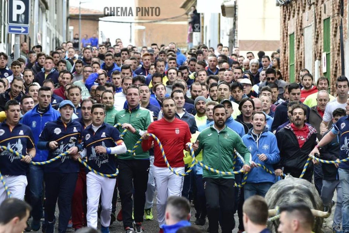 El toro «enmaromado», en imágenes