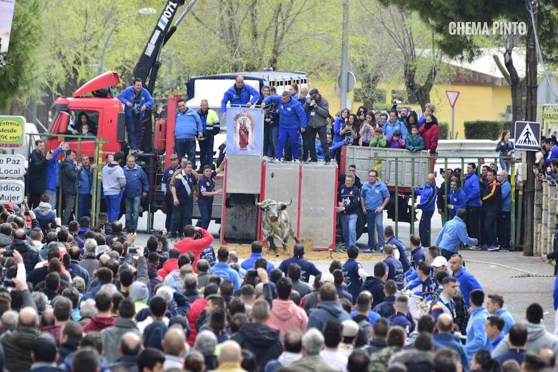 El toro «enmaromado», en imágenes