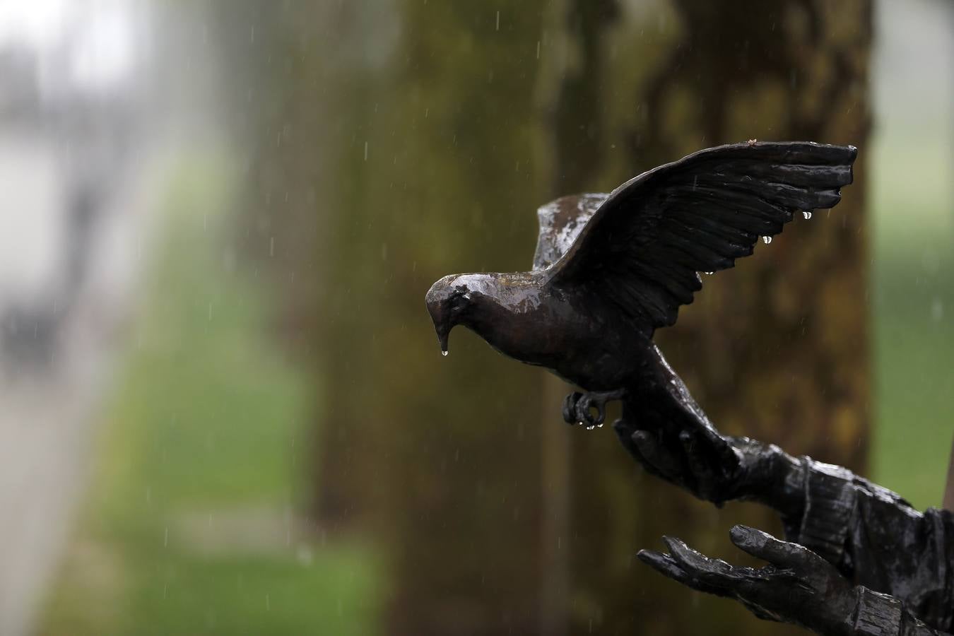 La primavera florece en Córdoba entre la lluvia, en imágenes