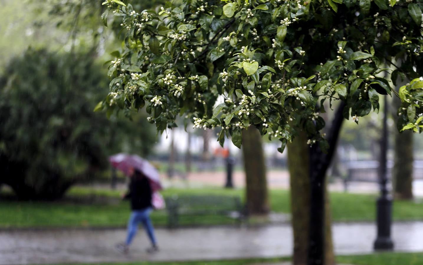 La primavera florece en Córdoba entre la lluvia, en imágenes