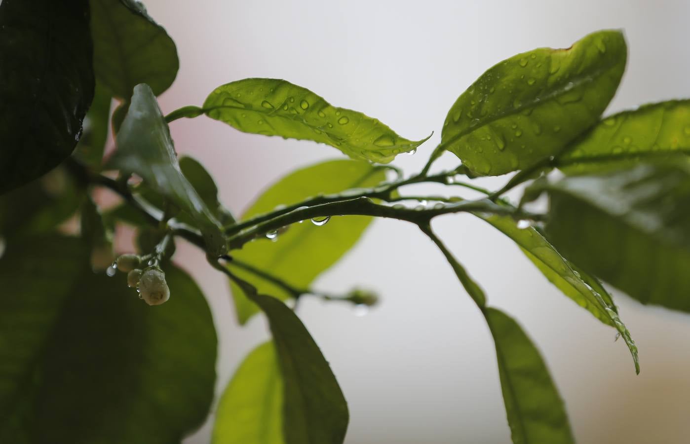 La primavera florece en Córdoba entre la lluvia, en imágenes