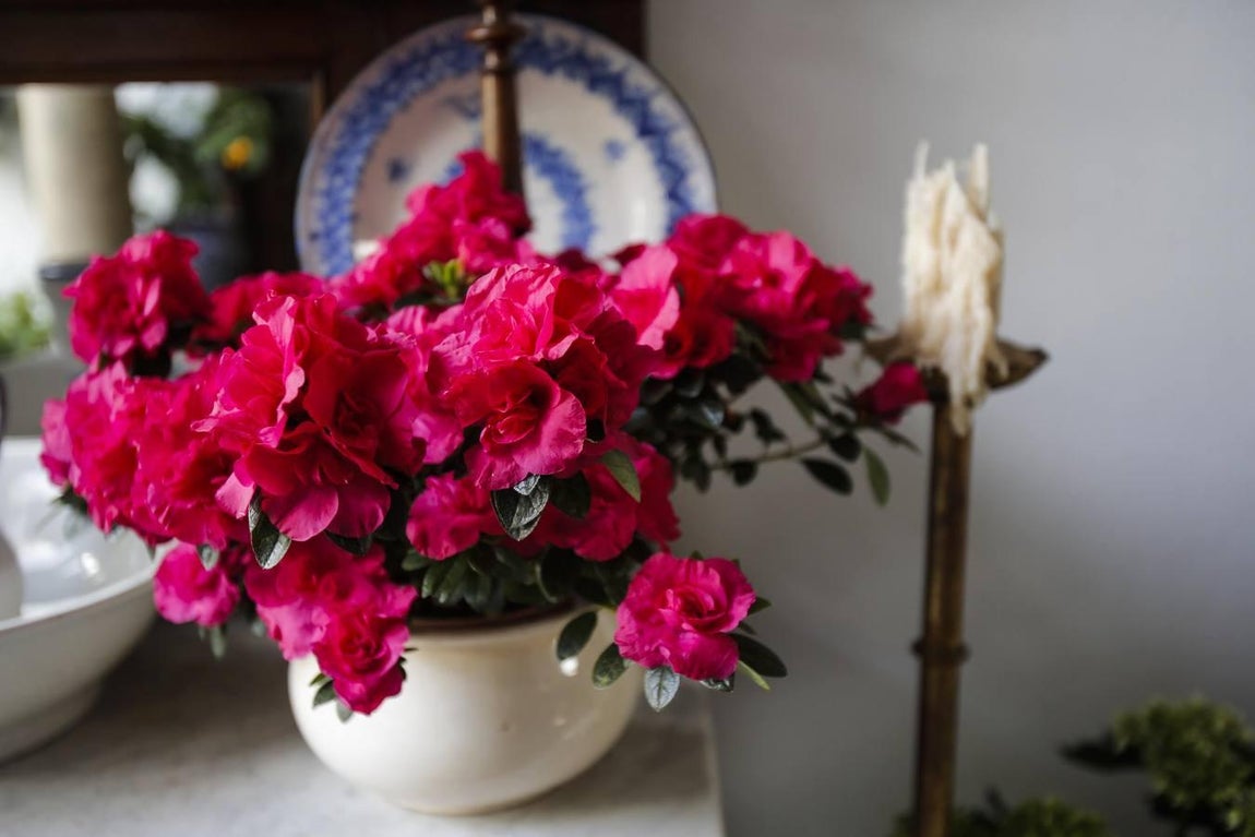 Los Patios de Córdoba ultiman detalles, en imágenes