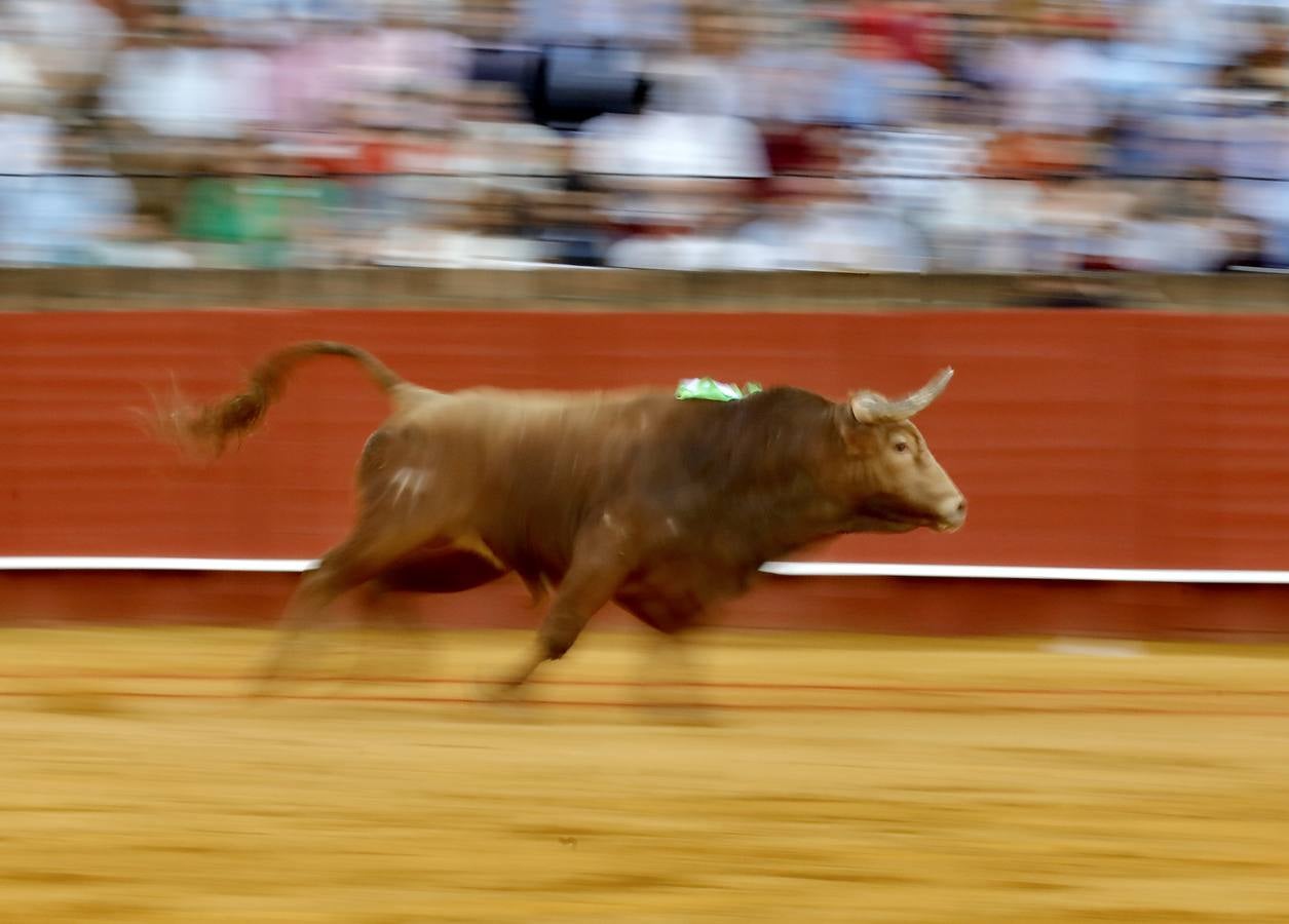 Dwetalle recogido durante la corrida