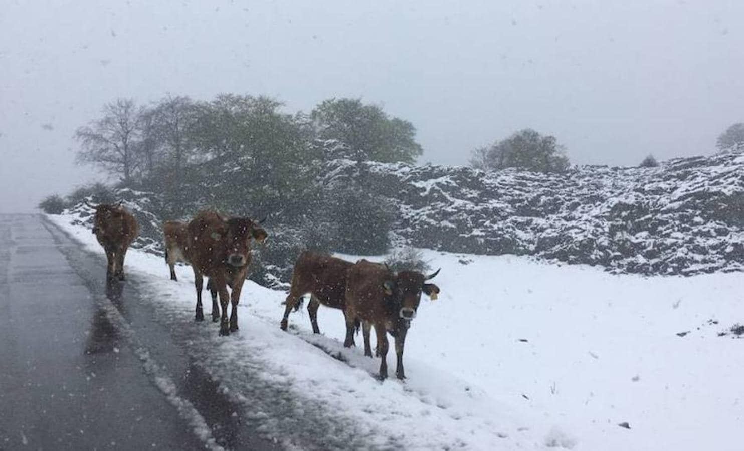 Alrededor de las dos de la tarde, una intensa nevada provocó la interrupción del tráfico en Asturias. 