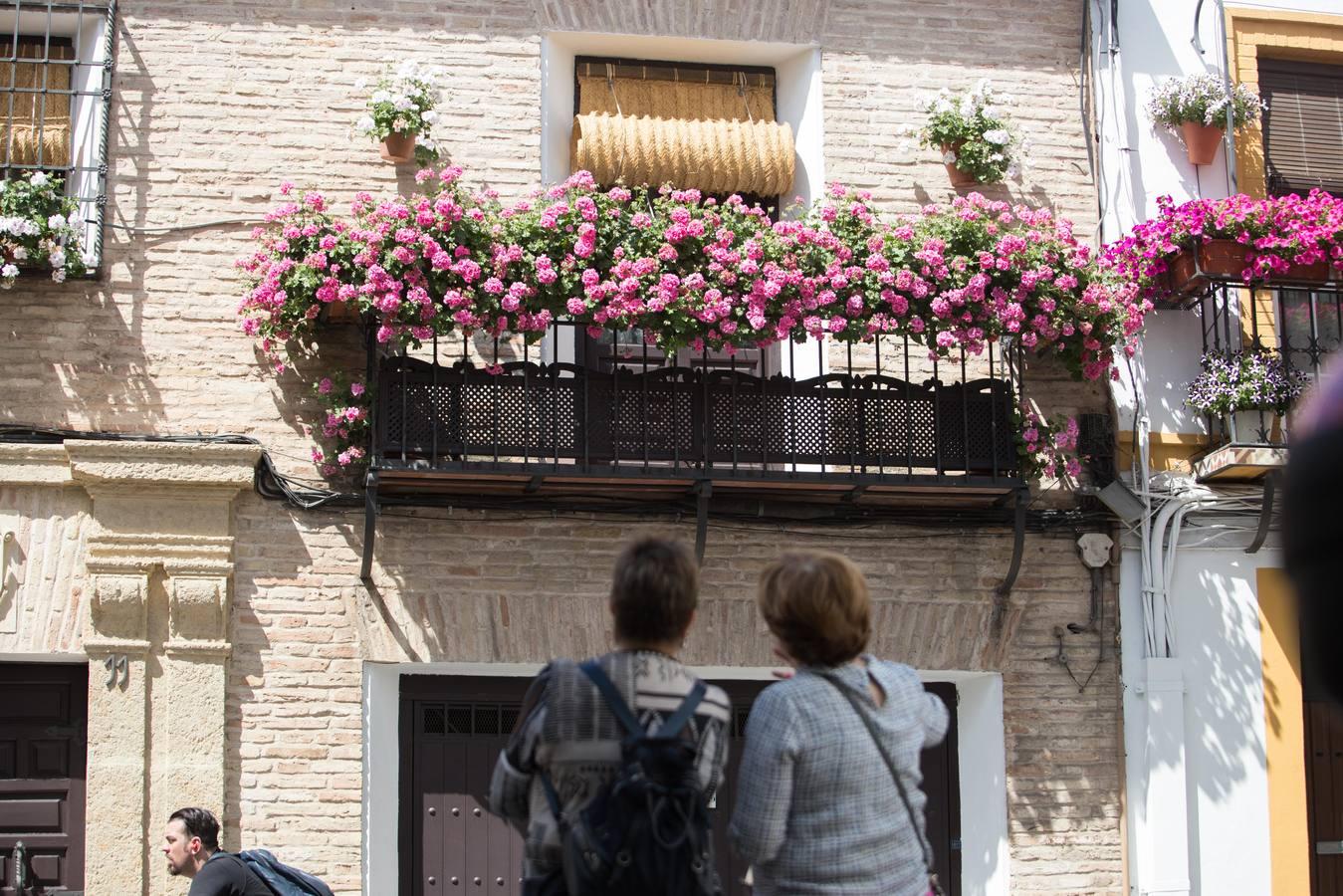 La belleza de las rejas y balcones de Córdoba en mayo, en imágenes